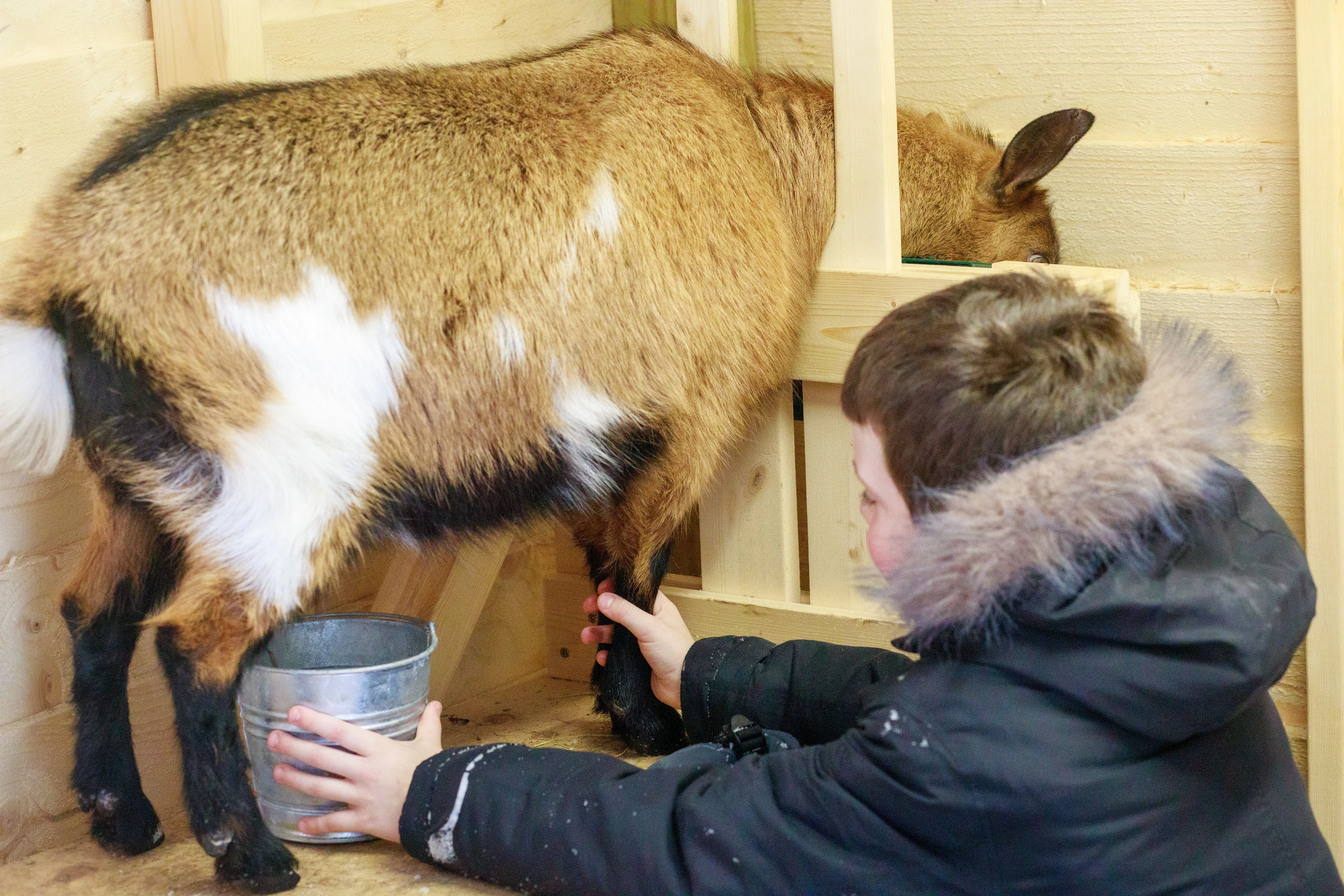 A student milks one of the school's goats