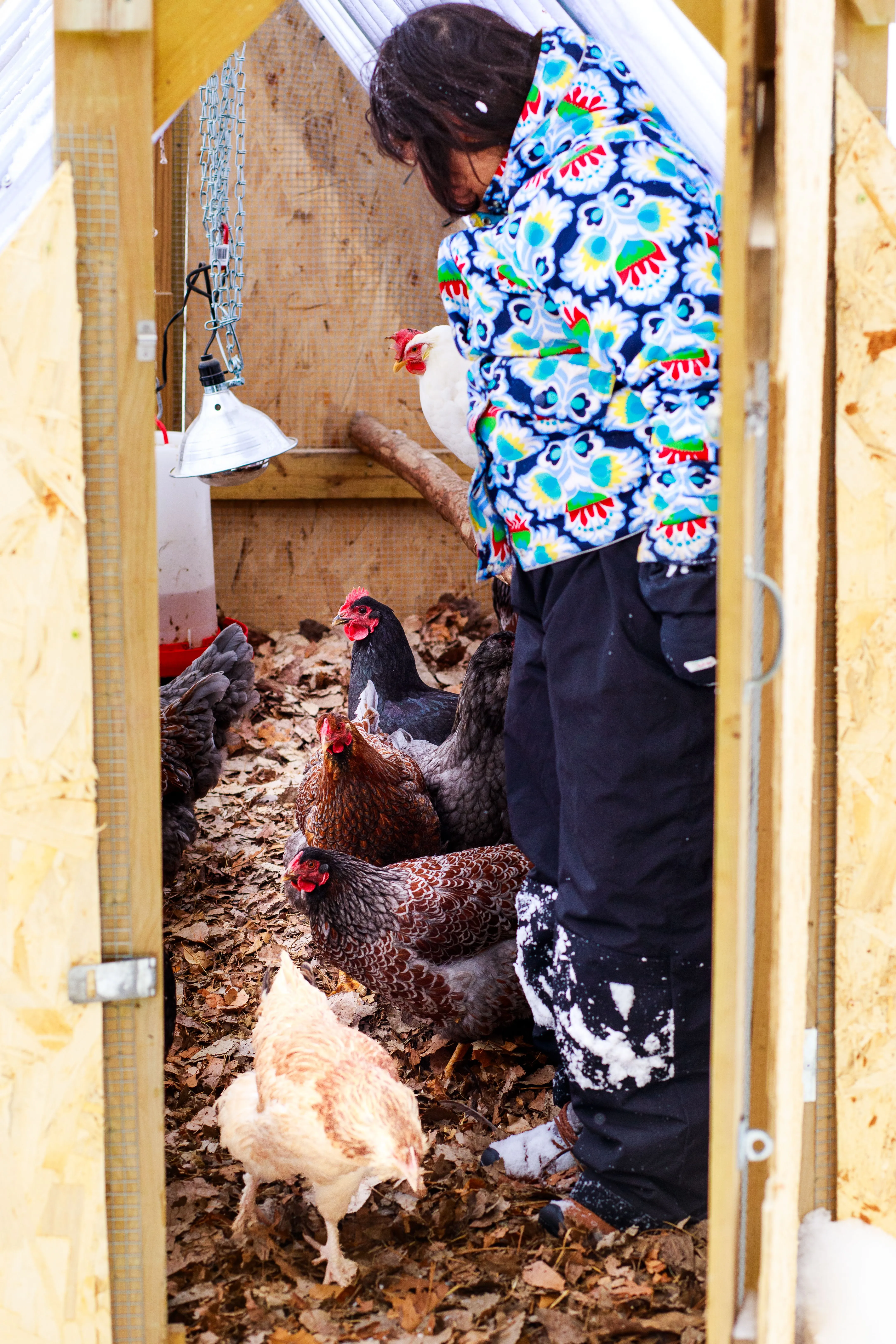 Students help care for the chickens year-round